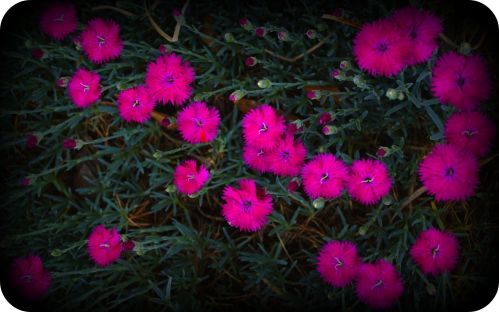 pink-flowers